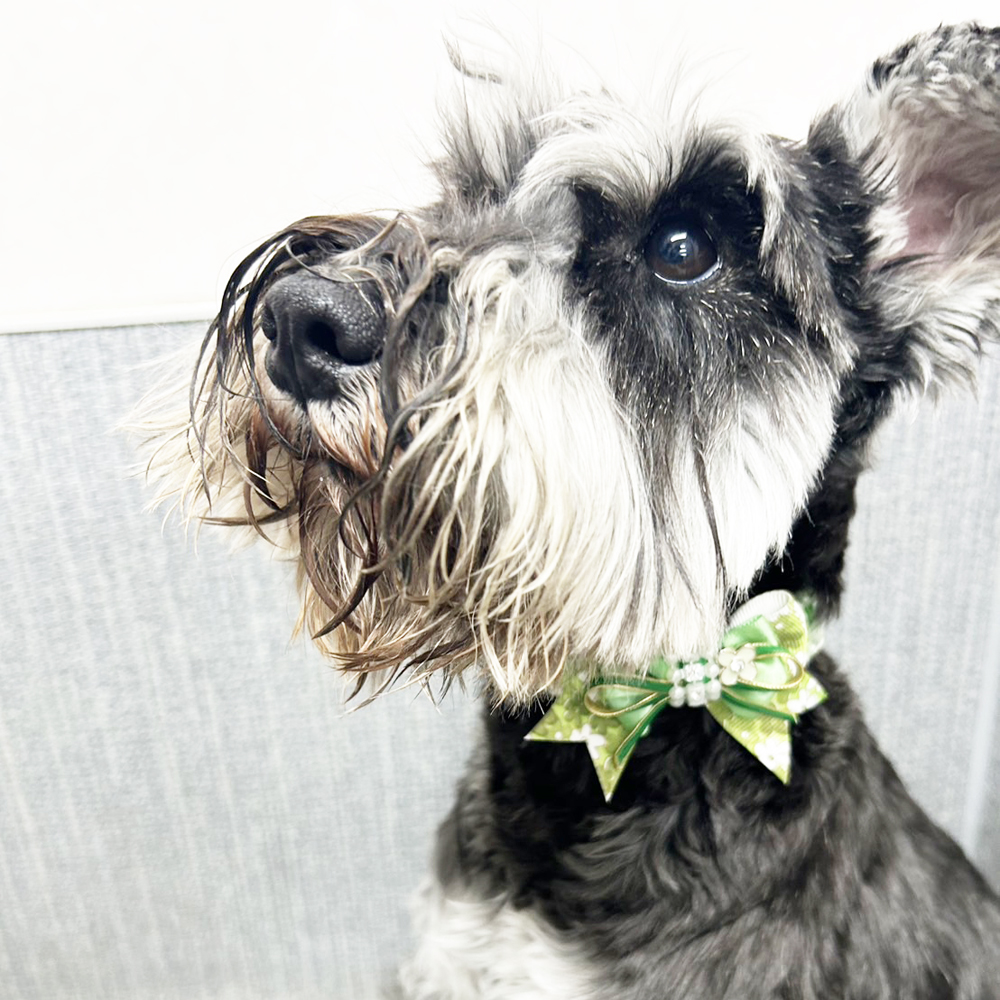 生徒が撮影したモデル犬の写真♪